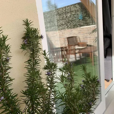 Laurus Nobilis *
